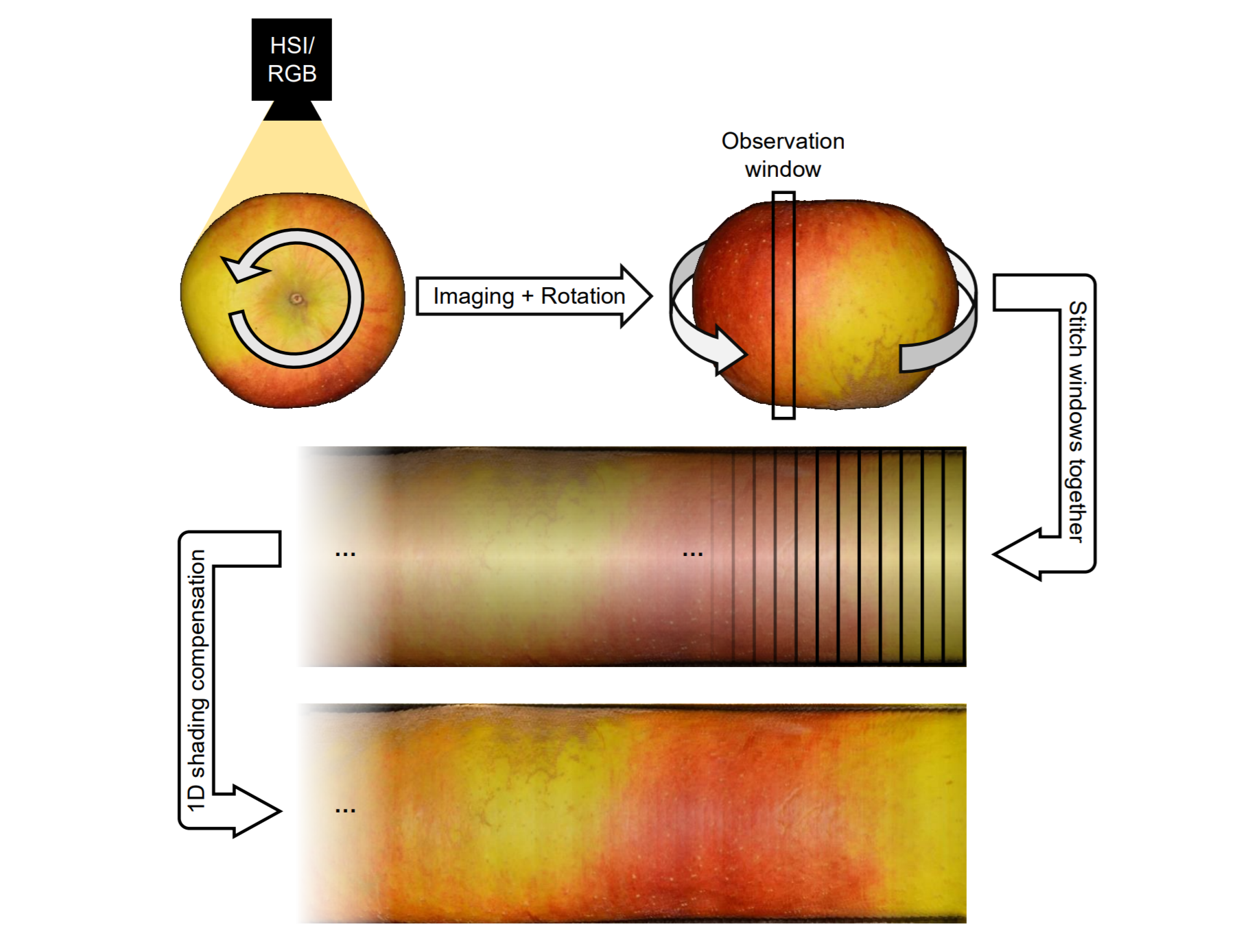 Flat 2D unrolled hyperspectral image of the complete apple surface, showing colour variation and surface features across 360 degrees