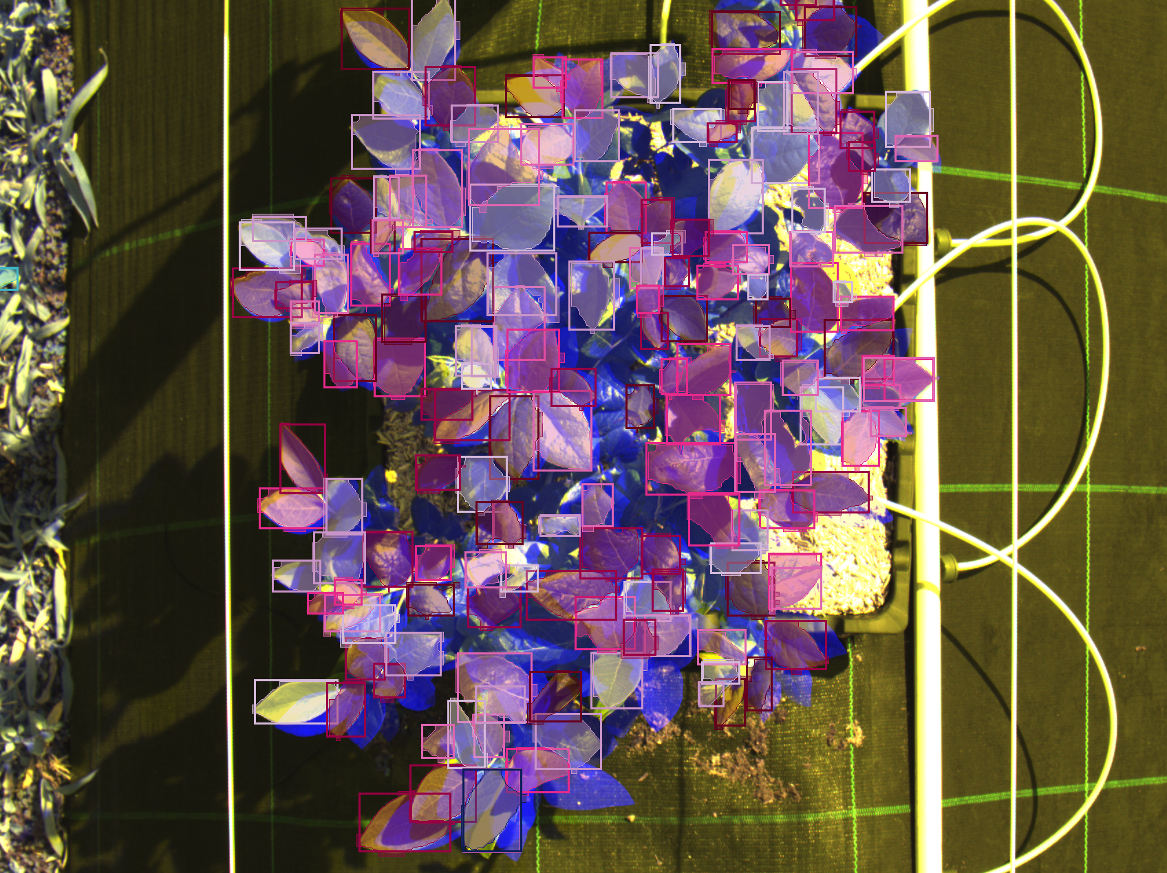 RGB-NIR composite image of blueberry plant canopy from gantry system