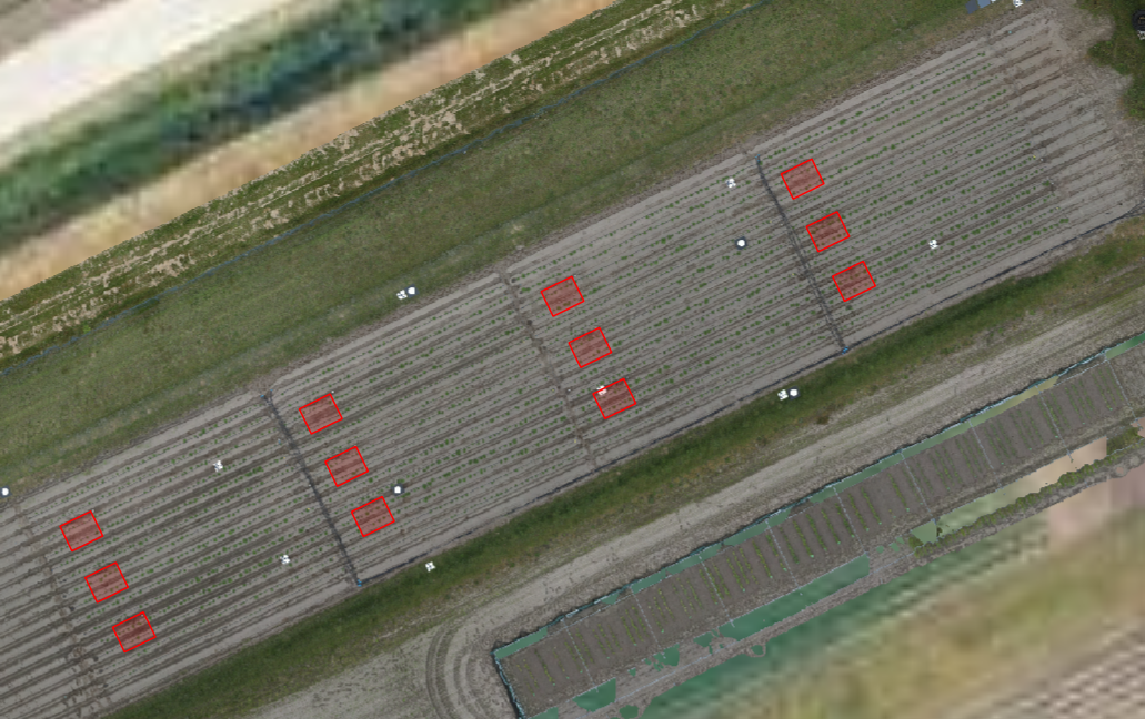 Aerial orthomosaic of potato trial plots, green rows visible against brown soil